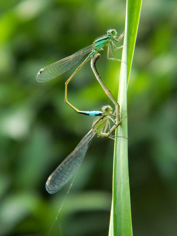 Ischnura elegans